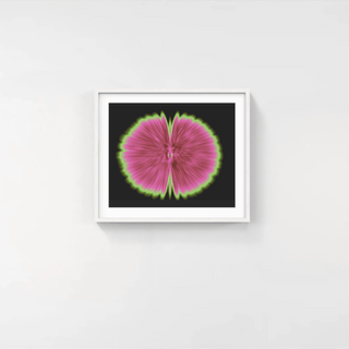 Butterfly Experiments in pink, 2015-Agnes Denes-Pinto Gallery