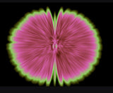 Butterfly Experiments in pink, 2015
