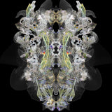 Coalescent (#2), 2012