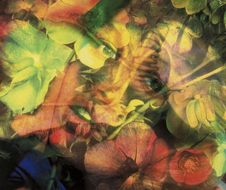 Flesheater 4, 2000-Mat Collishaw-Pinto Gallery