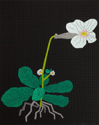 Jonas Wood - White Flower with Grid, 2024 - Pinto Gallery