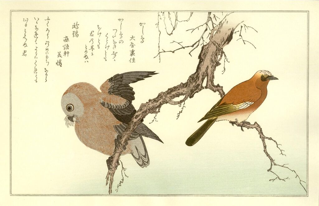 Kitagawa Utamaro - Japanese Jay and Owl, After 1792 - Pinto Gallery
