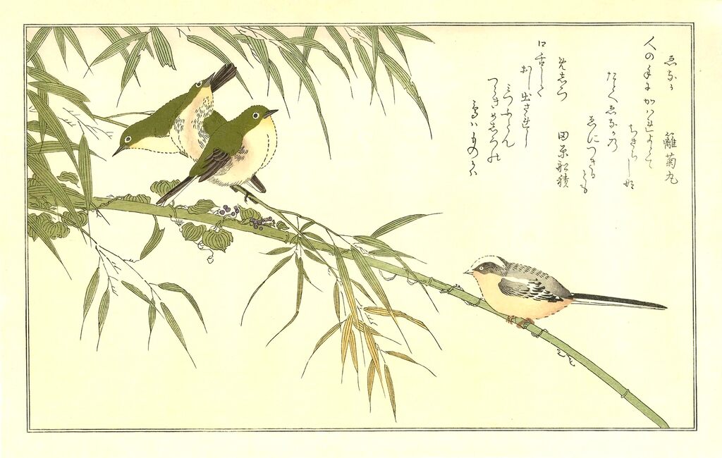 Kitagawa Utamaro - Longtailed Tit and White-eyes, After 1792 - Pinto Gallery
