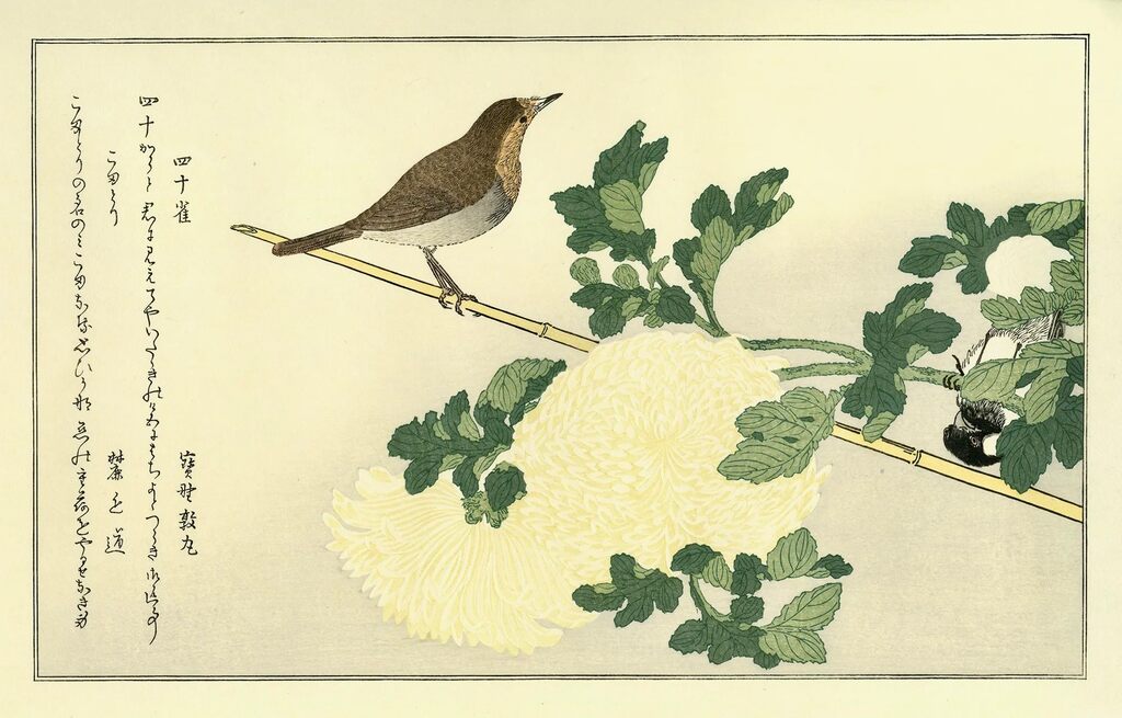 Kitagawa Utamaro - Manchurian Great Tit and Robin, After 1792 - Pinto Gallery