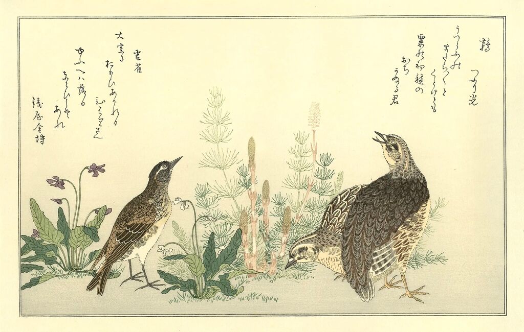 Kitagawa Utamaro - Quails and Lark, After 1792 - Pinto Gallery