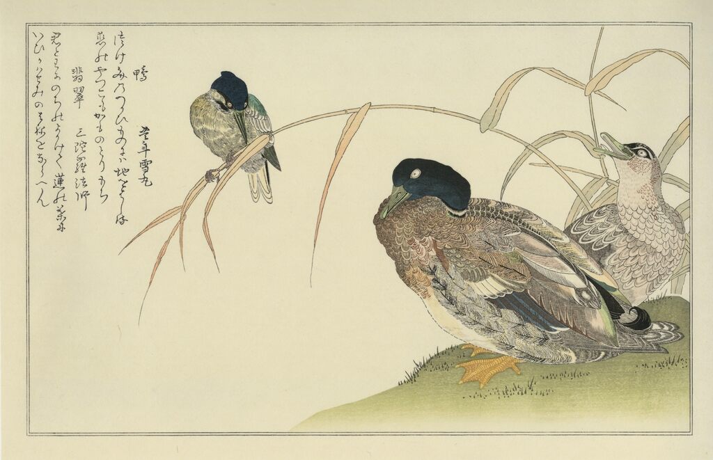 Kitagawa Utamaro - Wild Duck and Kingfisher, After 1792 - Pinto Gallery