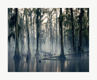 Nadav Kander - Spanish Moss, Louisiana, USA, 1997, 2013 - Pinto Gallery