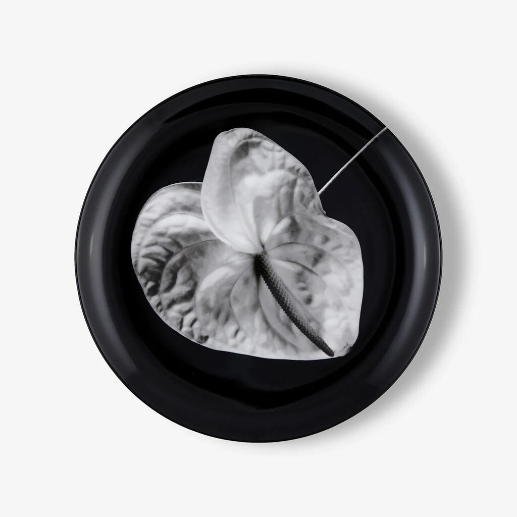 Robert Mapplethorpe - Anthurium, 1988, 2025 - Pinto Gallery