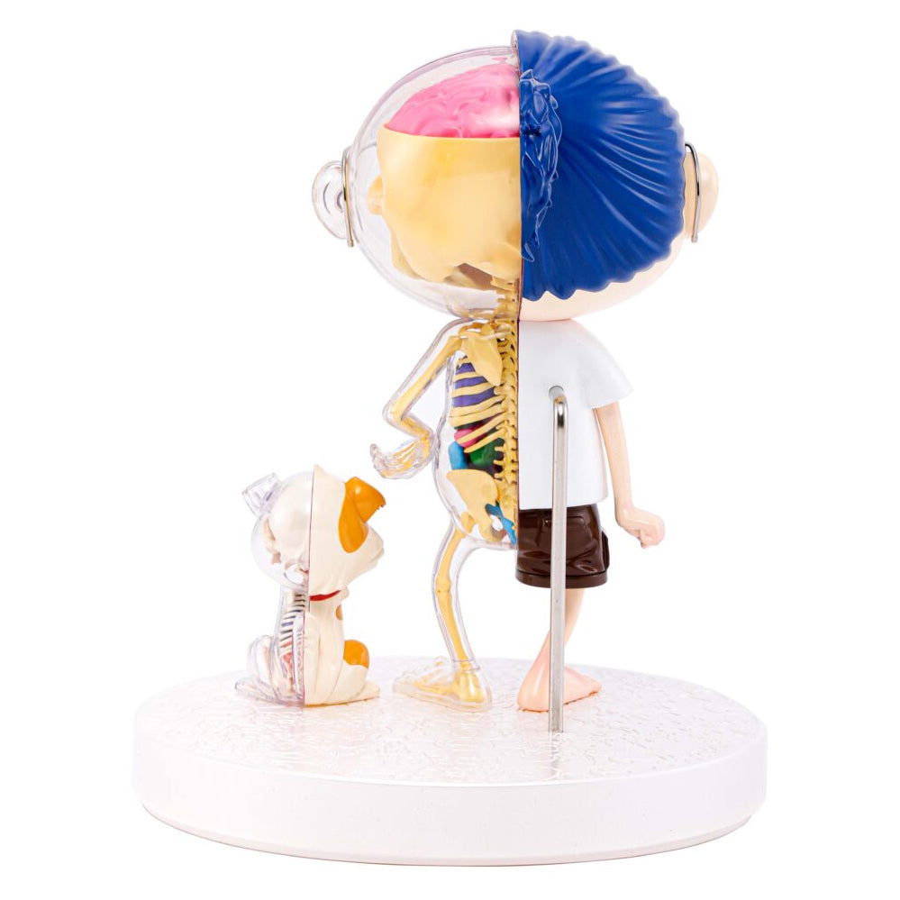 Takashi Murakami - POM & ME anatomical model, 2024 - Pinto Gallery